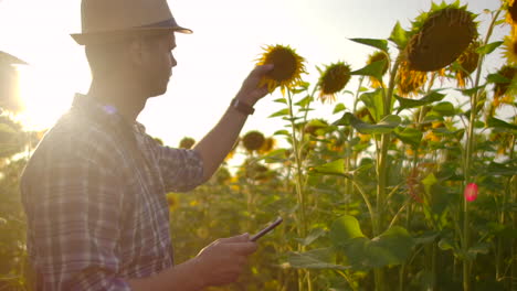 A-young-student-in-a-straw-hat-and-plaid-shirt-is-walking-on-a-field-with-a-lot-of-big-sunflowers-in-summer-day-and-writes-its-properties-to-his-ipad-for-his-graduation-study.